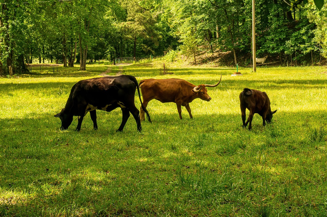 découvrez ce qu'est l'empreinte carbone, son impact sur l'environnement et les moyens de la réduire. apprenez comment chaque geste compte pour un avenir plus durable et responsable.