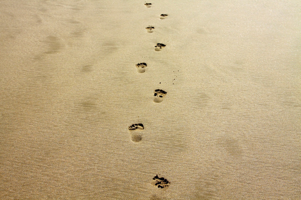 découvrez tout sur l'empreinte carbone : son importance, ses impacts sur l'environnement et comment réduire votre contribution pour un avenir plus durable. adoptez des pratiques écoresponsables dès aujourd'hui!