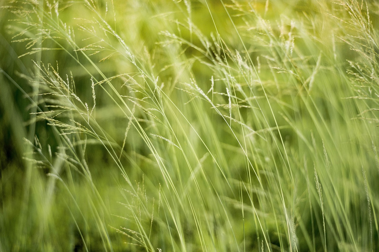 découvrez l'impact environnemental des activités humaines et explorez des solutions durables pour préserver notre planète. analysez les effets sur la biodiversité, le climat et les ressources naturelles, et engagez-vous pour un avenir plus vert.