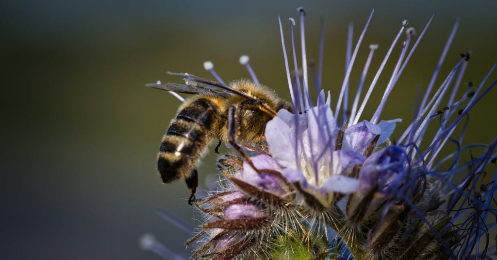 obtenez des informations sur les certifications environnementales qui garantissent la durabilité et la conformité de vos pratiques. découvrez comment ces labels peuvent valoriser votre engagement envers la protection de l'environnement.