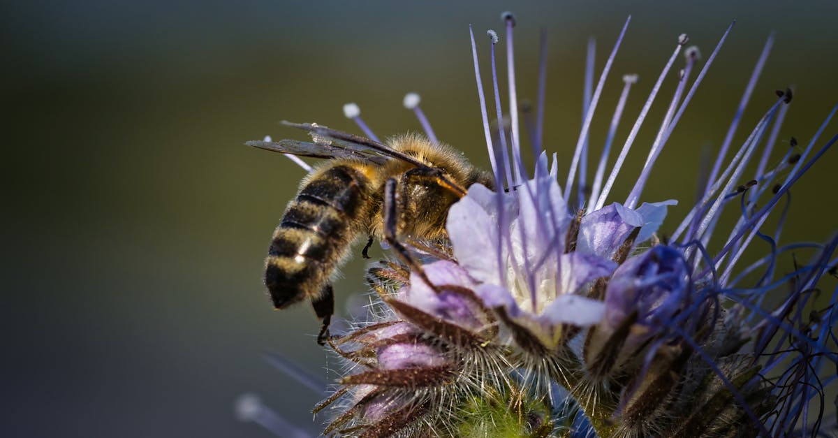 obtenez des informations sur les certifications environnementales qui garantissent la durabilité et la conformité de vos pratiques. découvrez comment ces labels peuvent valoriser votre engagement envers la protection de l'environnement.
