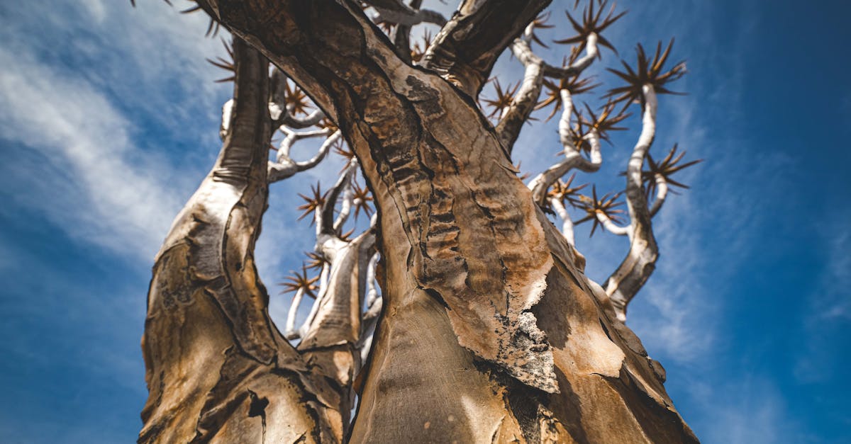 découvrez les stratégies et solutions innovantes pour l'adaptation au changement climatique. apprenez comment les communautés, les entreprises et les gouvernements peuvent se préparer et s'ajuster aux impacts du climat, afin de bâtir un avenir durable et résilient.