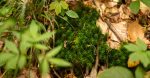 découvrez l'importance de la biodiversité pour notre planète. apprenez comment la diversité des espèces contribue à l'équilibre des écosystèmes et à la santé de notre environnement. engagez-vous pour sa préservation et découvrez des actions concrètes à mettre en place.