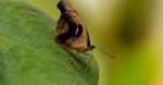 découvrez l'importance de la biodiversité pour notre planète et nos écosystèmes. explorez les diverses espèces, leurs habitats, et comment préserver cette richesse naturelle essentielle.