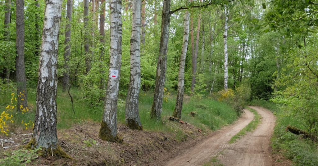 découvrez les meilleures pratiques et précautions environnementales pour protéger notre planète. apprenez à réduire votre impact écologique tout en favorisant la durabilité et le respect de l'environnement.