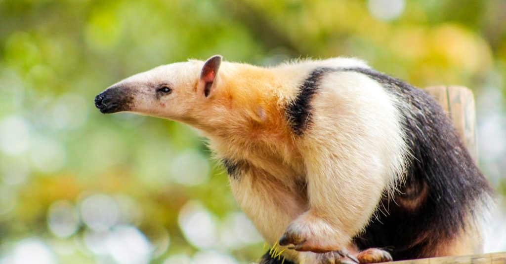 découvrez l'importance de la préservation de l'habitat pour la biodiversité et la santé de notre planète. rejoignez nos initiatives pour protéger les écosystèmes et promouvoir des pratiques durables.