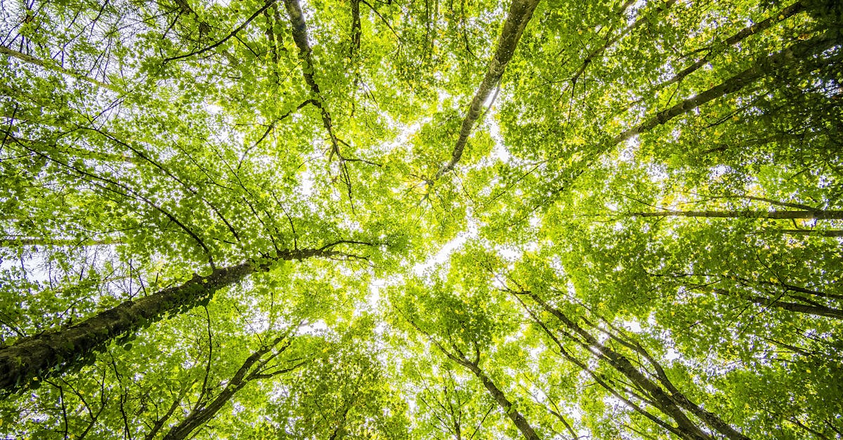 découvrez comment les partenariats climatiques peuvent transformer notre avenir. explorez des initiatives collaboratives visant à combattre le changement climatique, à promouvoir des solutions durables et à créer un impact positif sur notre planète grâce à la coopération entre gouvernements, entreprises et communautés.