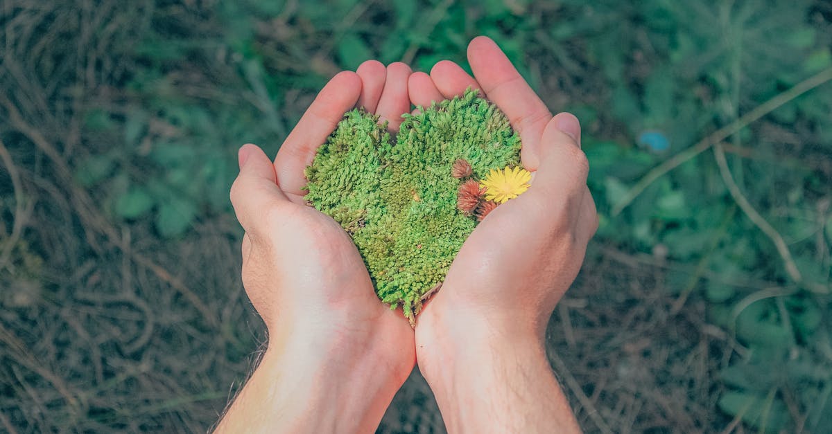 découvrez l'importance de la durabilité et comment elle façonne notre avenir. explorez des pratiques écologiques, des innovations durables et des conseils pour intégrer la durabilité dans votre vie quotidienne.