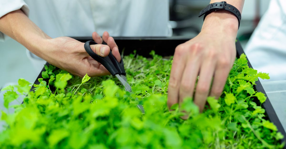 découvrez comment la durabilité influence notre avenir. explorez des pratiques écoresponsables, des innovations vertes et des stratégies pour un mode de vie durable qui préserve notre planète pour les générations futures.