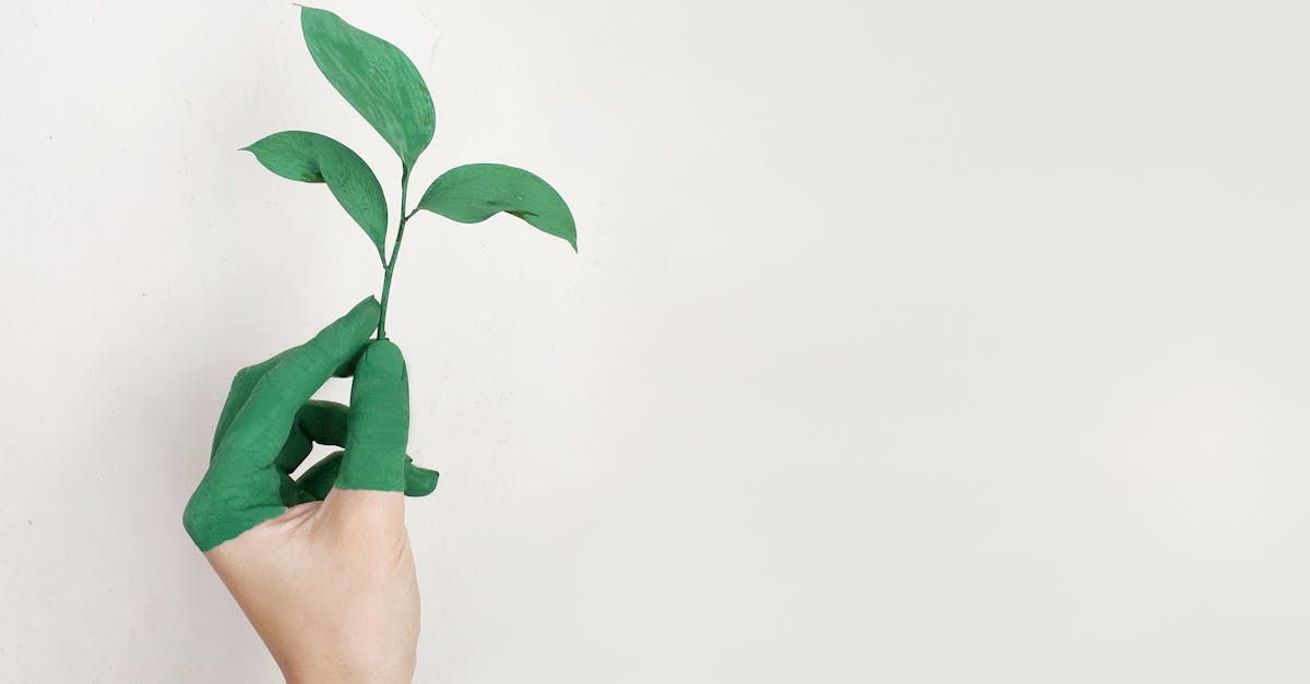 découvrez comment la durabilité façonne notre avenir, en adoptant des pratiques respectueuses de l'environnement et en promouvant un développement durable pour les générations à venir.