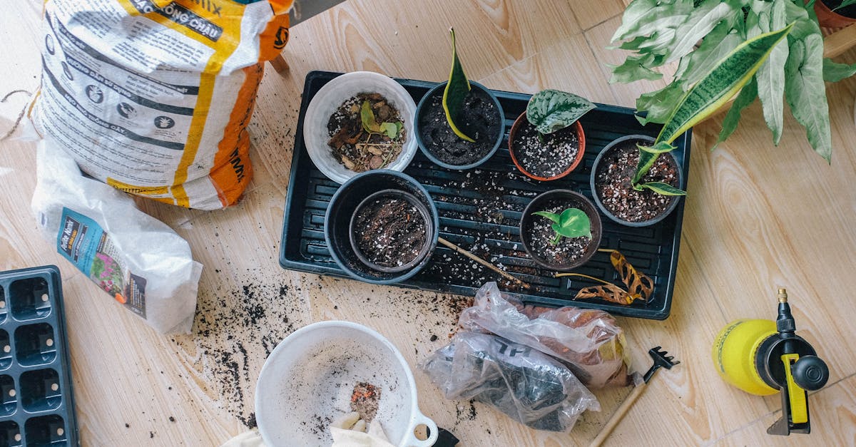 découvrez les principes du jardinage durable et apprenez à cultiver votre jardin tout en respectant l'environnement. adoptez des techniques écologiques pour préserver la biodiversité et promouvoir une agriculture responsable.