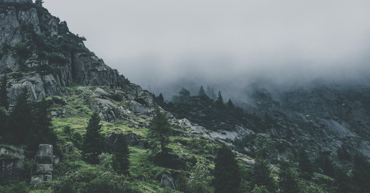 découvrez le concept d'élitisme écologique, une idéologie qui critique la séparation entre les valeurs environnementales et les inégalités sociales. explorez comment cette pensée influence les mouvements écologiques modernes et les débats sur la justice sociale.