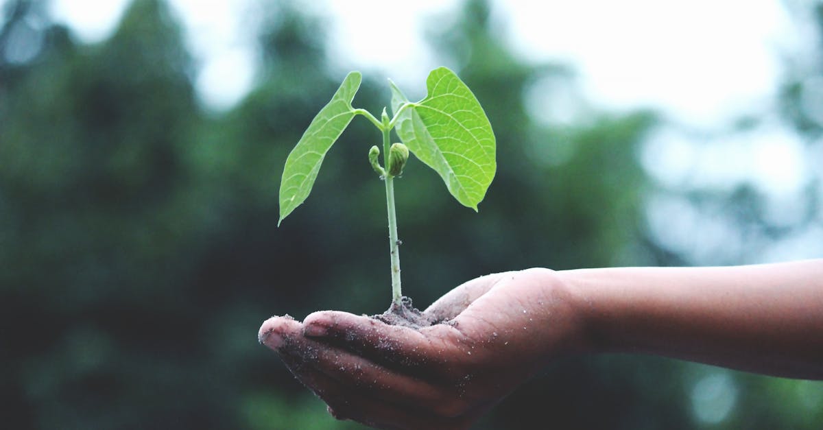 découvrez des pratiques et des solutions durables pour un avenir éco-responsable. explorez les principes du développement durable, les innovations vertes et les moyens d'intégrer la durabilité dans votre quotidien.