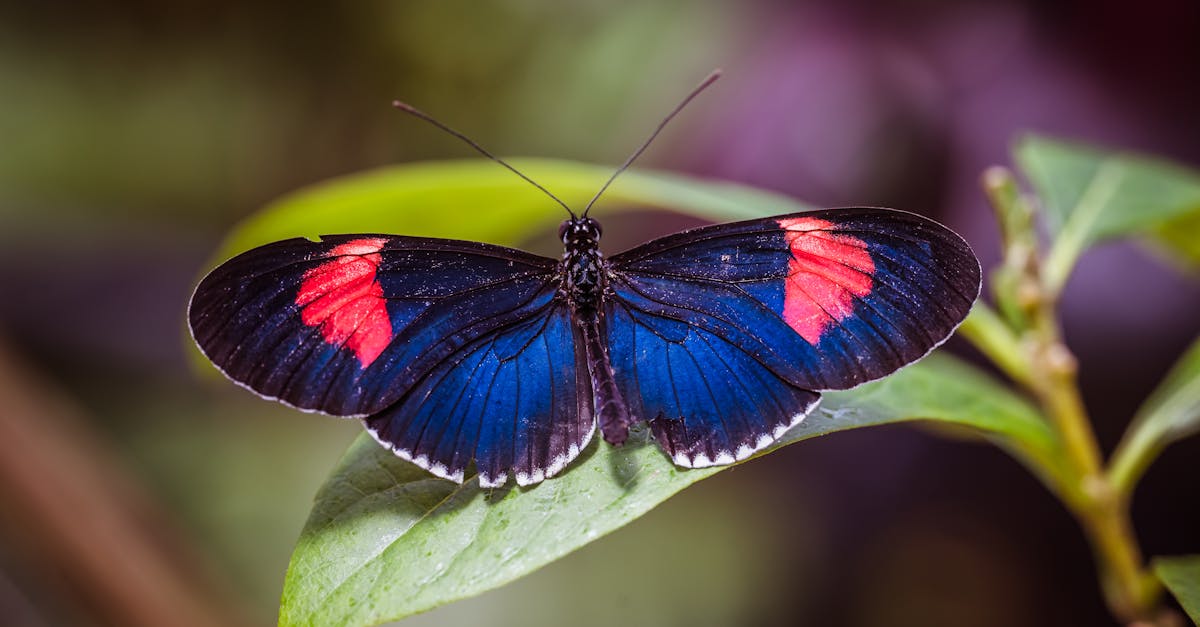 découvrez comment les certificats environnementaux contribuent à la protection de la planète et à la promotion de pratiques durables. apprenez à quoi ils servent, leurs avantages et comment les obtenir pour soutenir vos engagements écologiques.