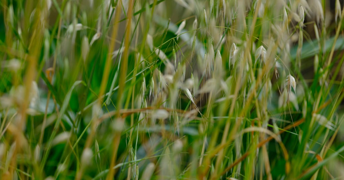 découvrez l'importance des comités environnementaux dans la préservation de notre planète. informez-vous sur leurs missions, leurs actions et leur impact sur les politiques écologiques. rejoignez-nous pour agir ensemble pour un avenir durable.