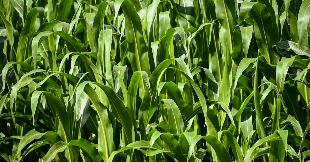 découvrez les procédures de déclaration environnementale, essentielles pour garantir la conformité réglementaire et promouvoir des pratiques durables. informez-vous sur les étapes clés, les exigences légales et les bonnes pratiques pour une gestion environnementale responsable.