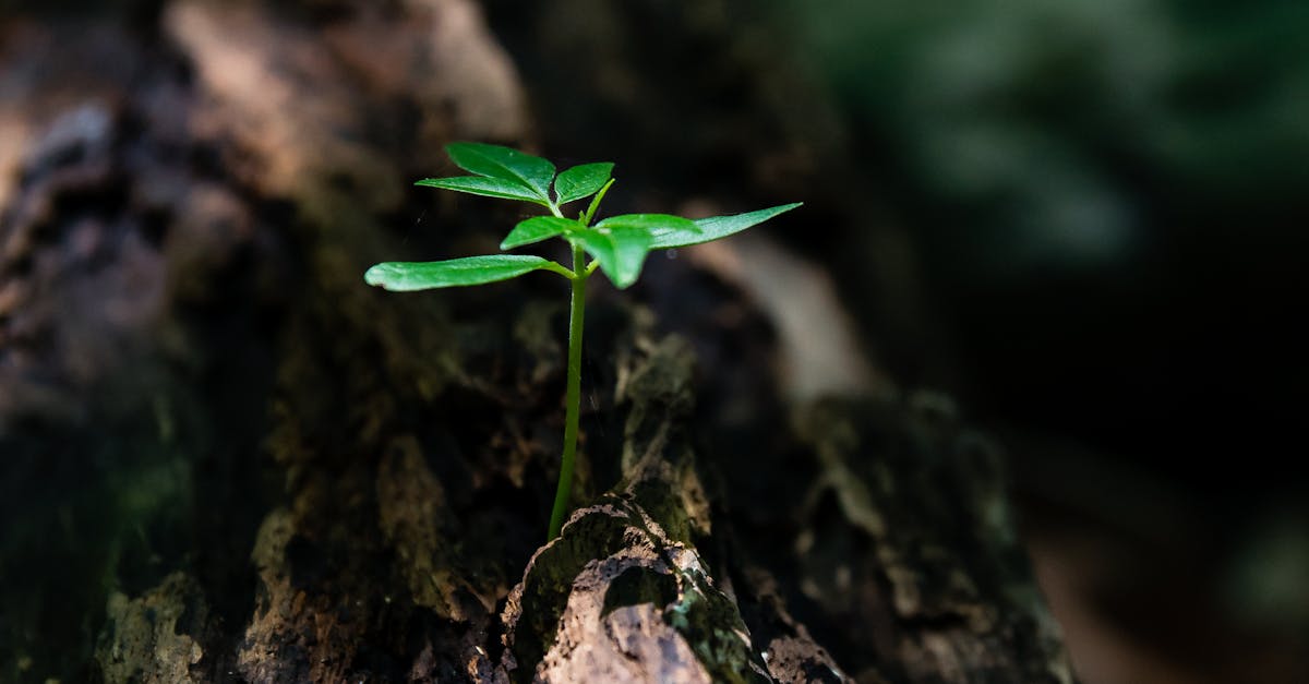 découvrez le pouvoir de la résilience : comment surmonter les défis, rebondir après l'adversité et développer une mentalité forte pour réussir dans tous les aspects de votre vie.