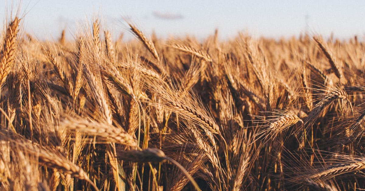 découvrez des stratégies efficaces pour l'optimisation des ressources. améliorez la performance de votre entreprise en maximisant l'utilisation de vos ressources tout en réduisant les coûts. apprenez à analyser, planifier et mettre en œuvre des solutions innovantes pour une gestion optimale.