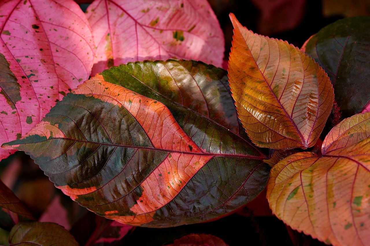 catalyseur en cuivre nanostructur&eacute; offrant une haute efficacit&eacute; et s&eacute;lectivit&eacute; pour diverses r&eacute;actions chimiques, id&eacute;al pour les applications en catalyse et en nanotechnologie.